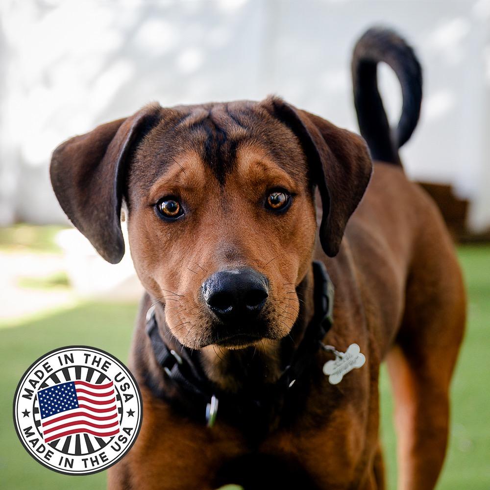 Big Cheese, Adoptable, Young Male Mixed Breed.