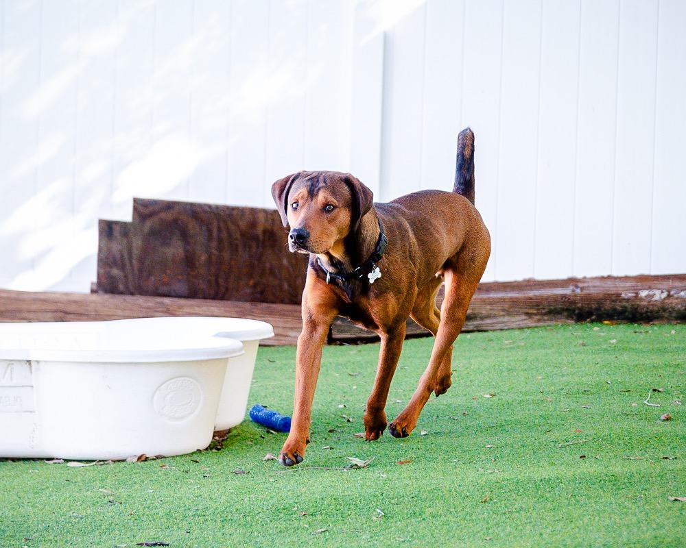 Big Cheese, Adoptable, Young Male Mixed Breed.