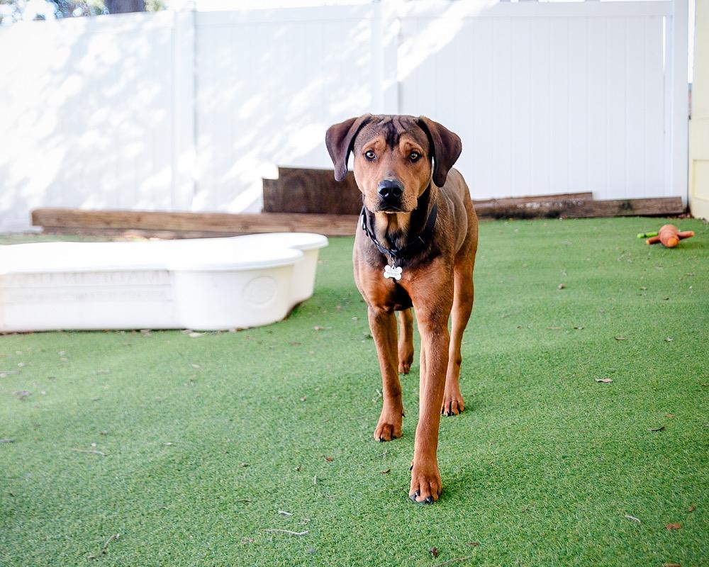 Enlarge Big Cheese, a Adoptable mixed breed in Saint Petersburg, FL image 2/3