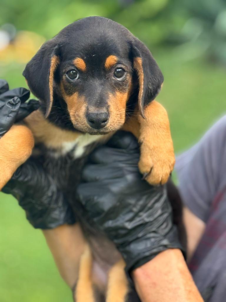 Enlarge Olive, a Adoptable mixed breed in Effingham, IL image 1/1