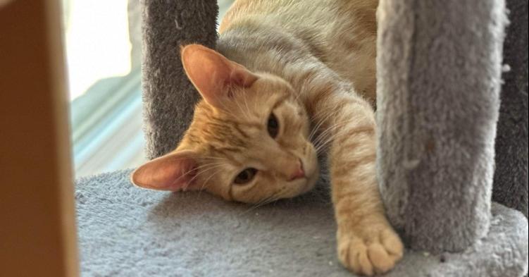 Enlarge Cheese Sandwich, a Adoptable Domestic Short Hair in Dallas, TX image 1/3