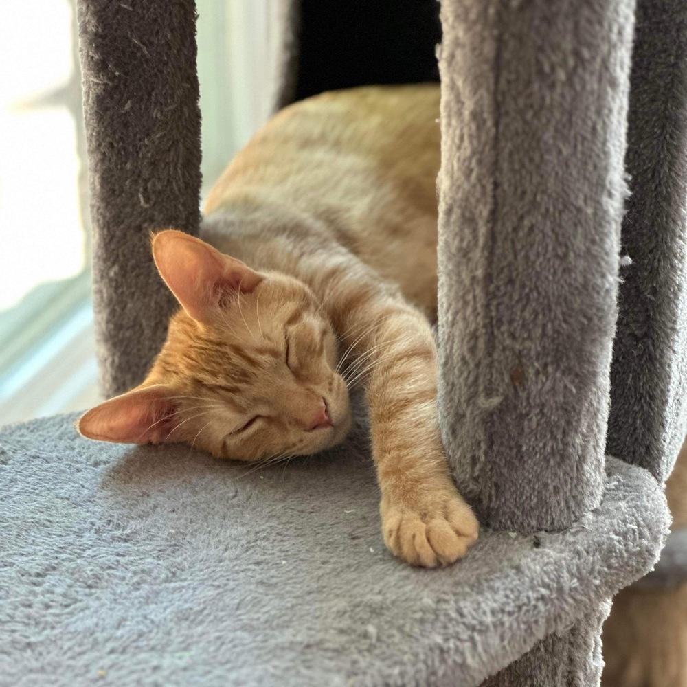 Enlarge Cheese Sandwich, a Adoptable Domestic Short Hair in Dallas, TX image 2/3