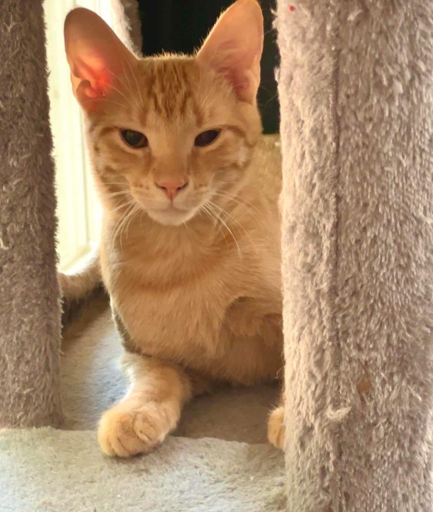 Enlarge Cheese Sandwich, a Adoptable Domestic Short Hair in Dallas, TX image 3/3