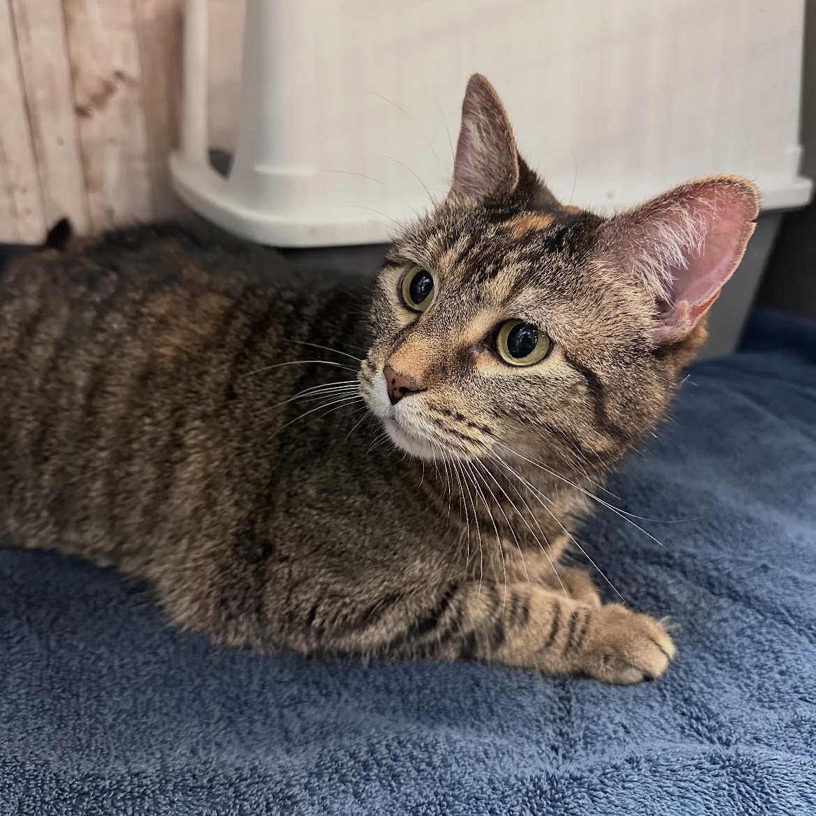 Covie, a Adoptable mixed breed in Omaha, NE image 3/6