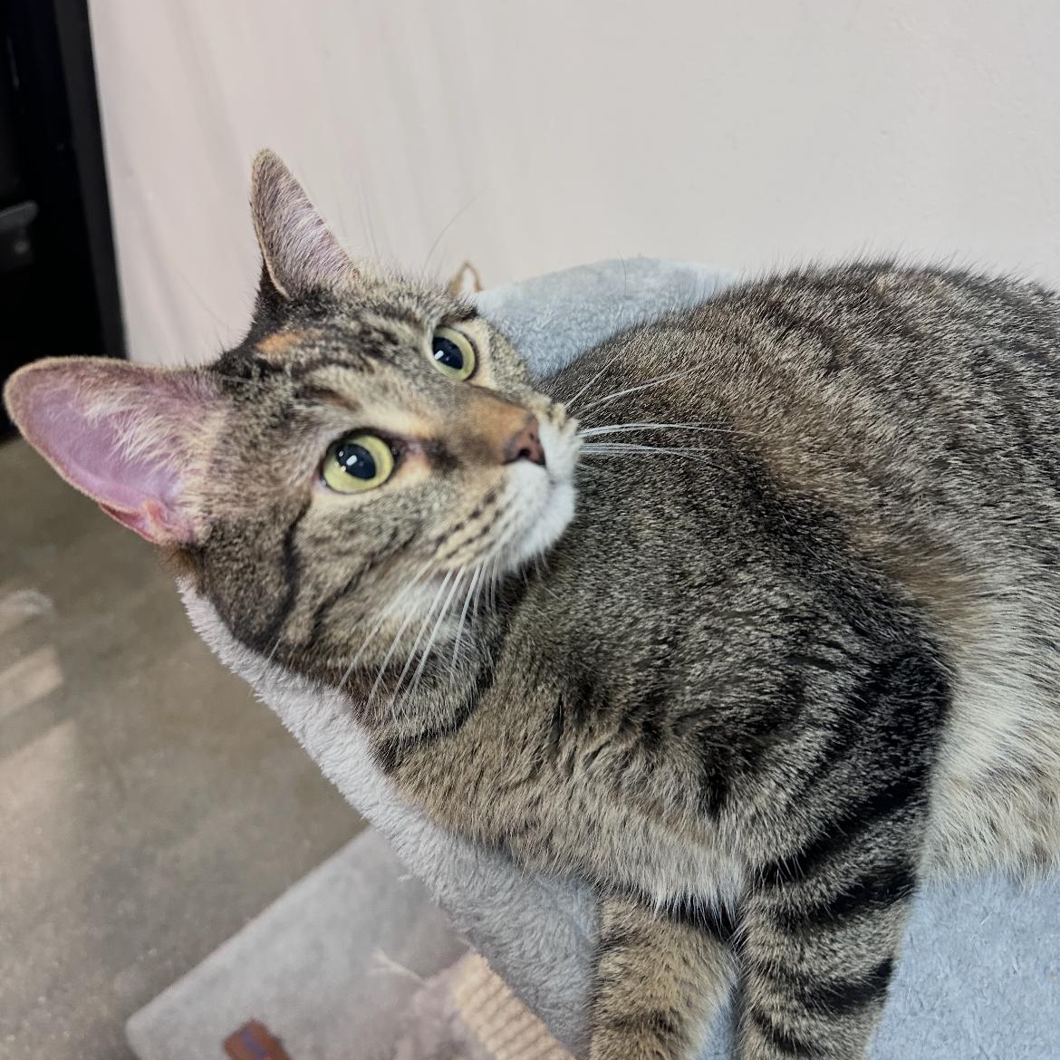 Covie, a Adoptable mixed breed in Omaha, NE image 4/6