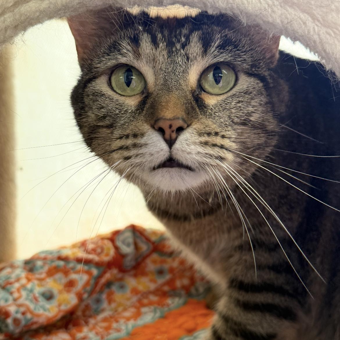Covie, a Adoptable mixed breed in Omaha, NE image 6/6