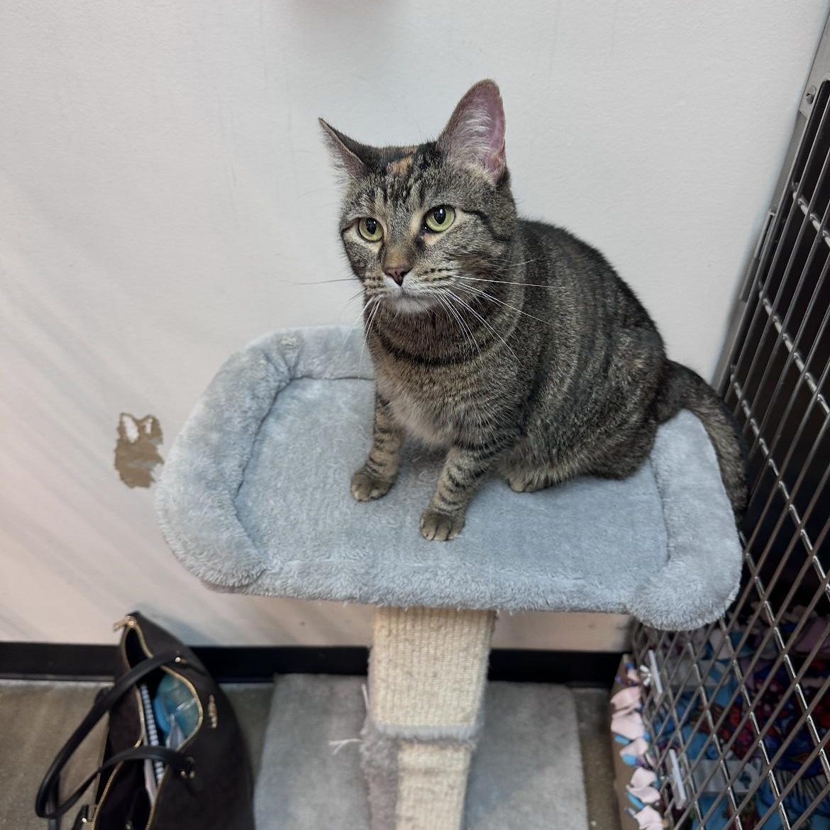 Covie, Adoptable, Adult Female Domestic Short Hair & Torbie.