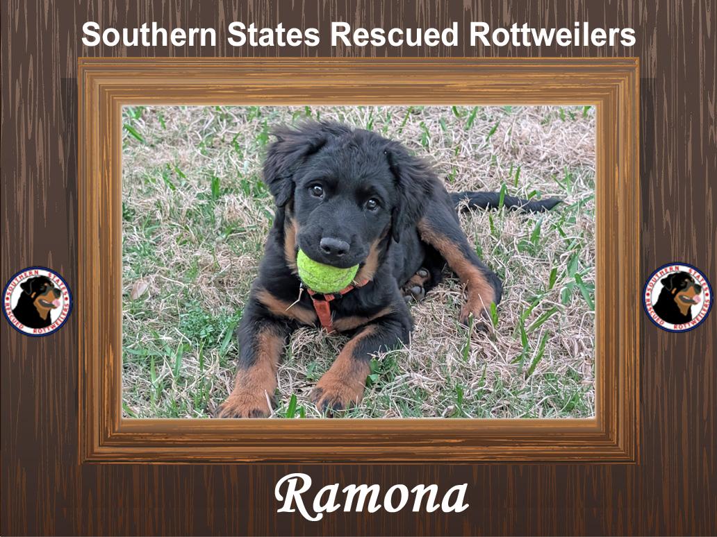 Ramona, a Adopted mixed breed in Spring, TX image 1/6