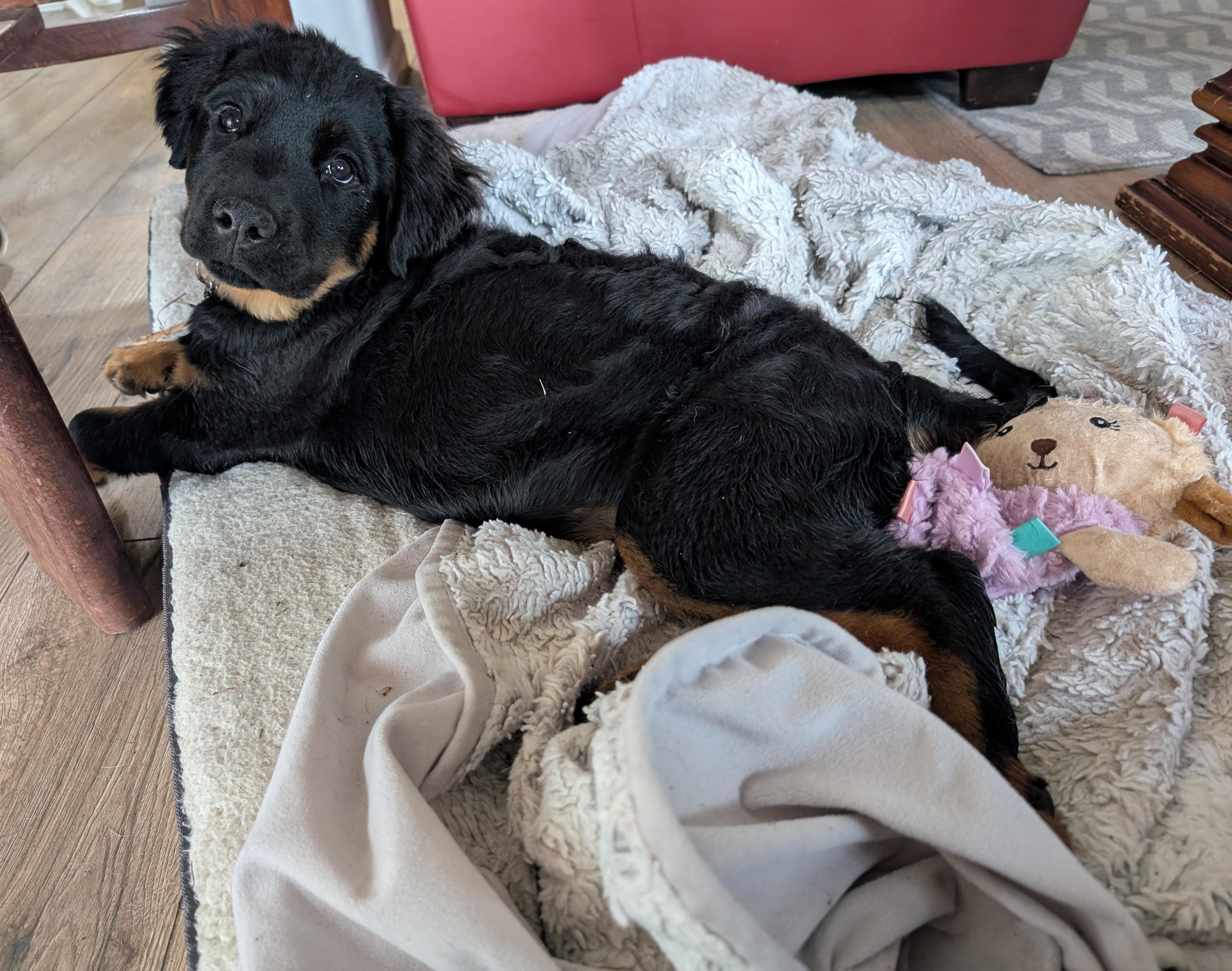 Ramona, a Adopted mixed breed in Spring, TX image 2/6