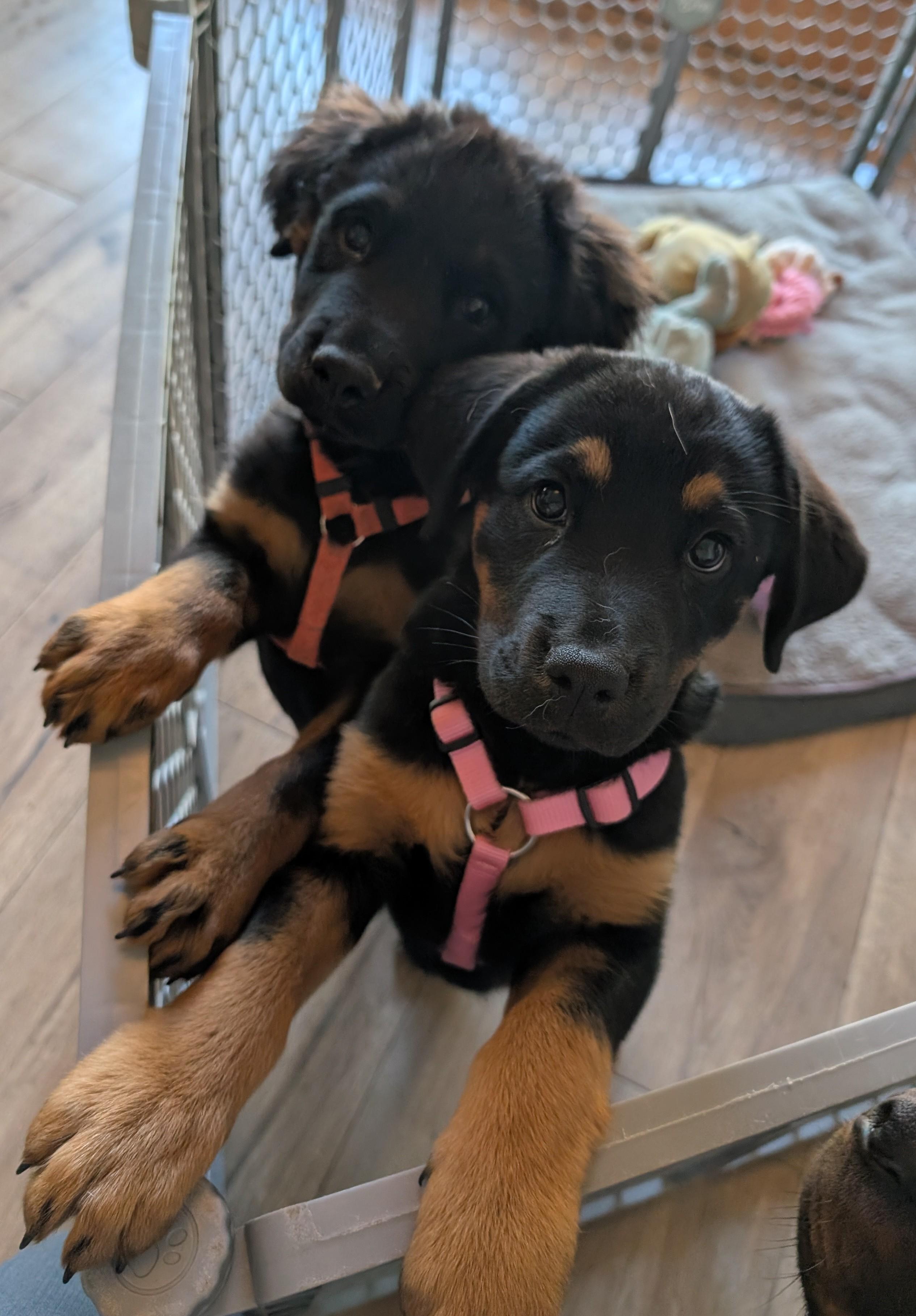 Ramona, a Adopted mixed breed in Spring, TX image 3/6