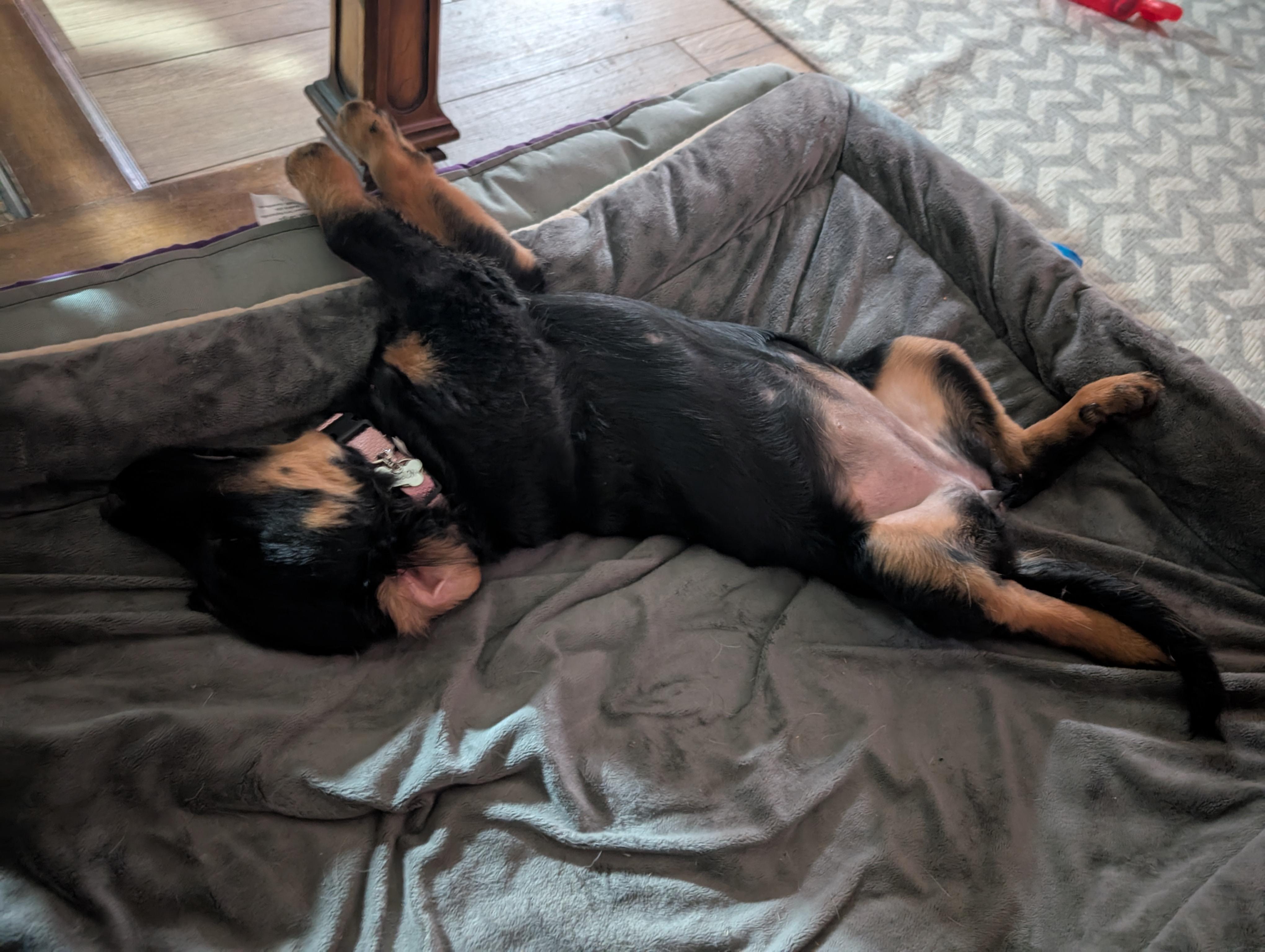 Ramona, a Adopted mixed breed in Spring, TX image 4/6