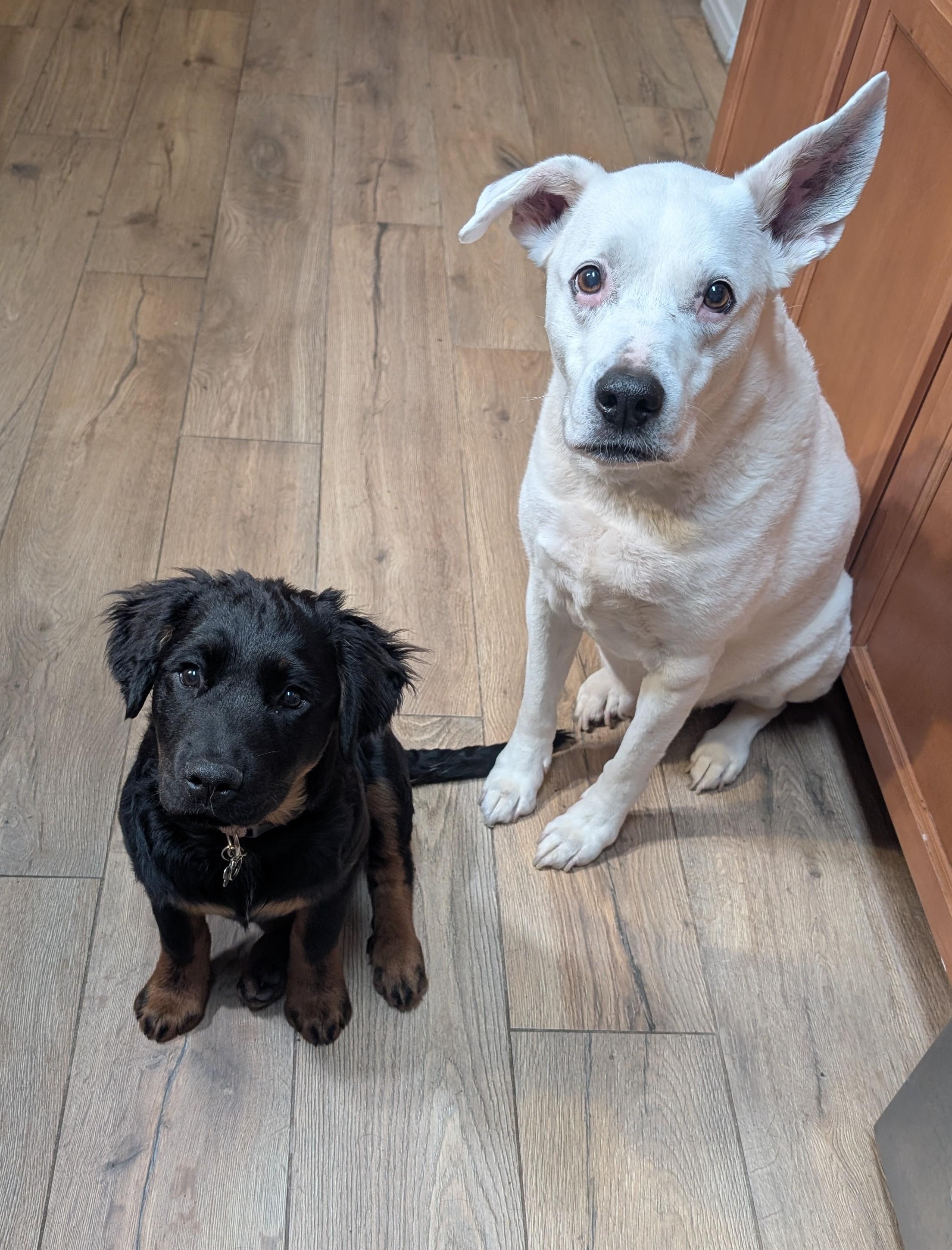 Ramona, a Adopted mixed breed in Spring, TX image 5/6