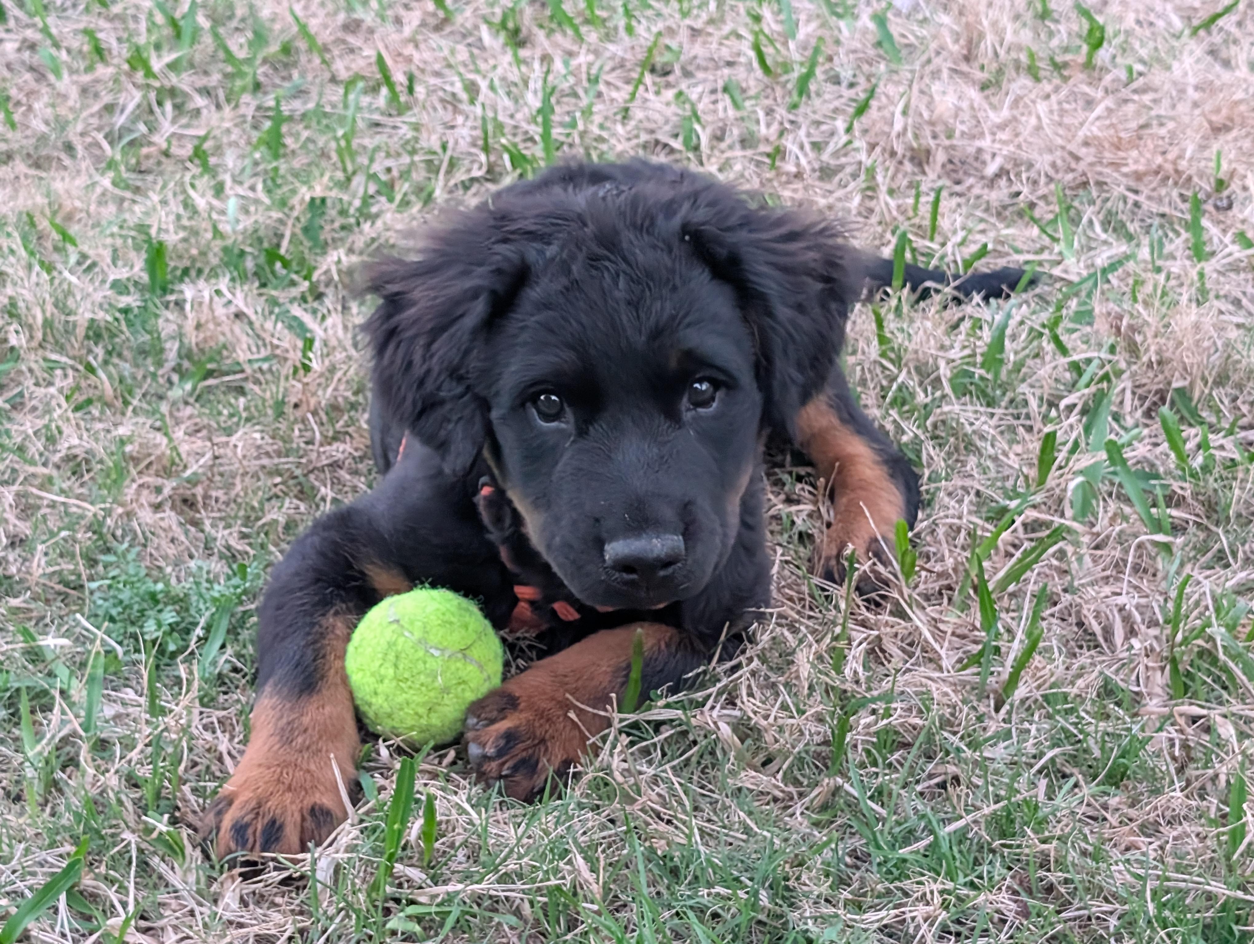 Ramona, a Adopted mixed breed in Spring, TX image 6/6
