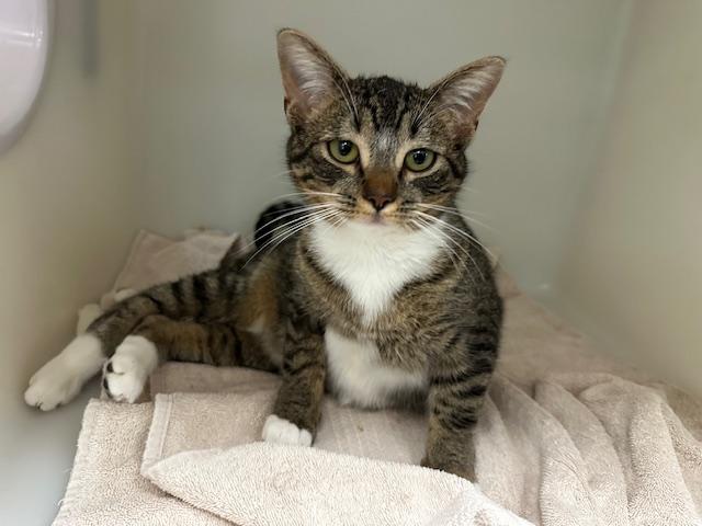 Enlarge REBA, a Adoptable Domestic Medium Hair in McKinleyville, CA image 2/2