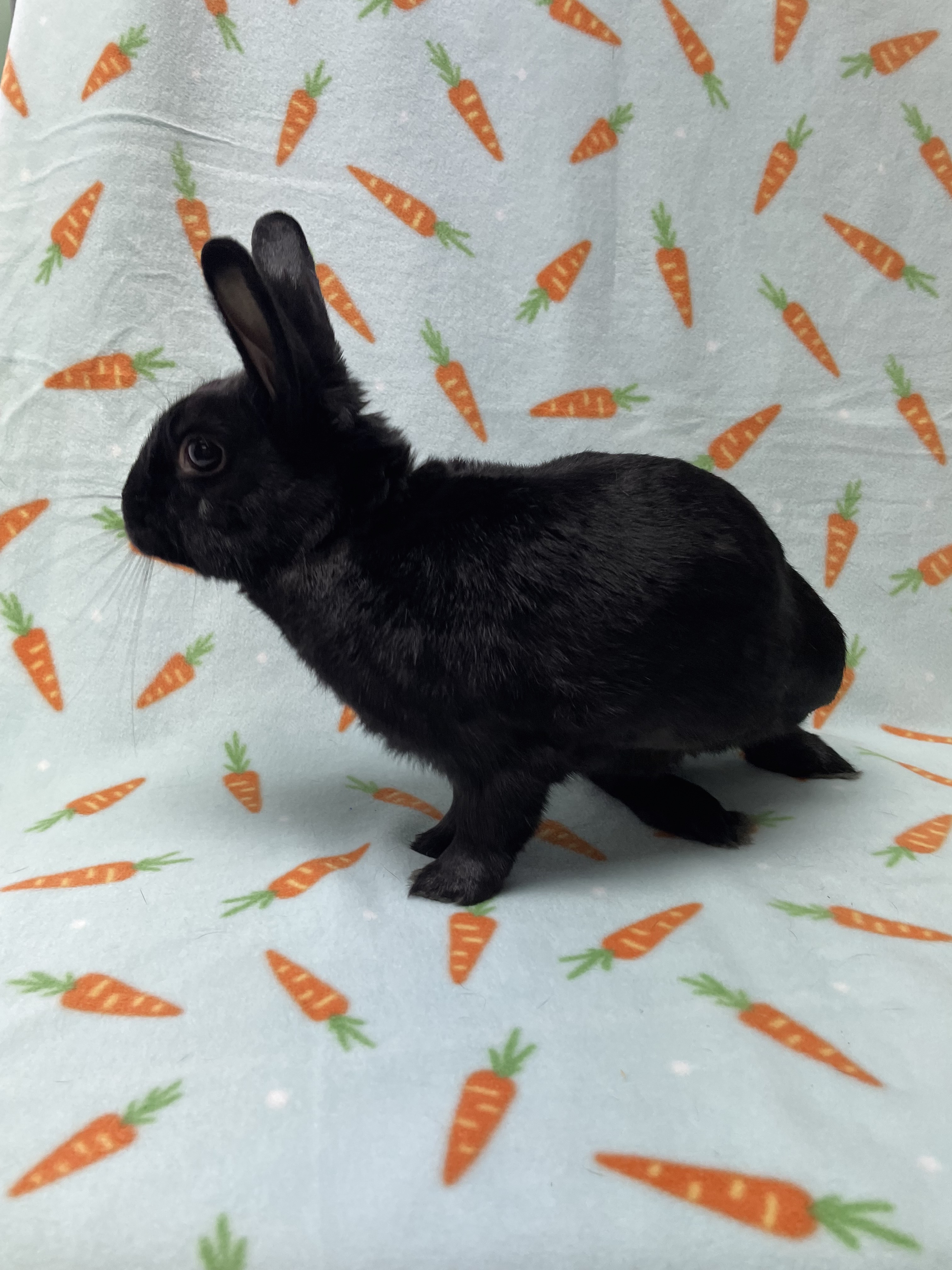 Rabbit for adoption Jett, a Bunny Rabbit in Harrisburg, PA Petfinder