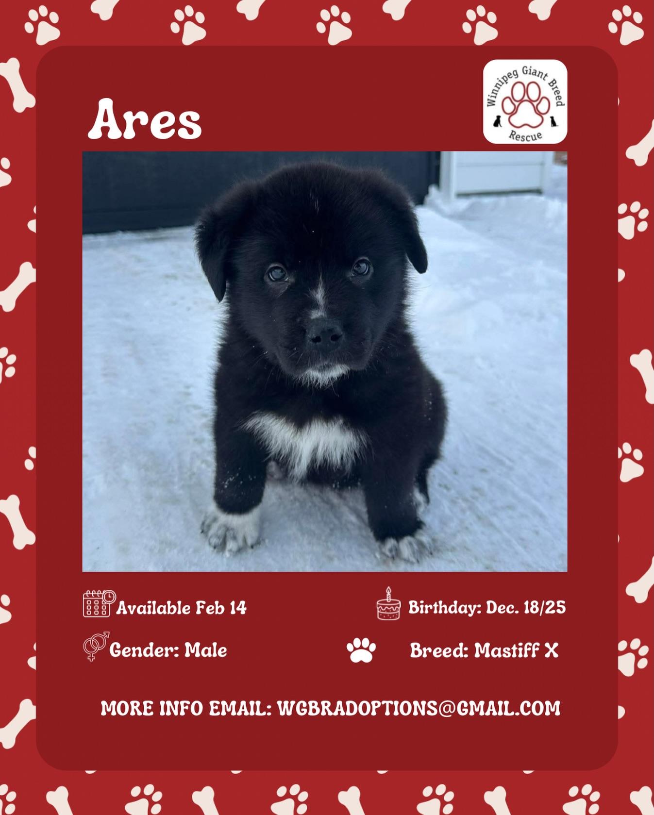 Enlarge Ares, a Adoptable mixed breed in Winnipeg, MB image 1/1