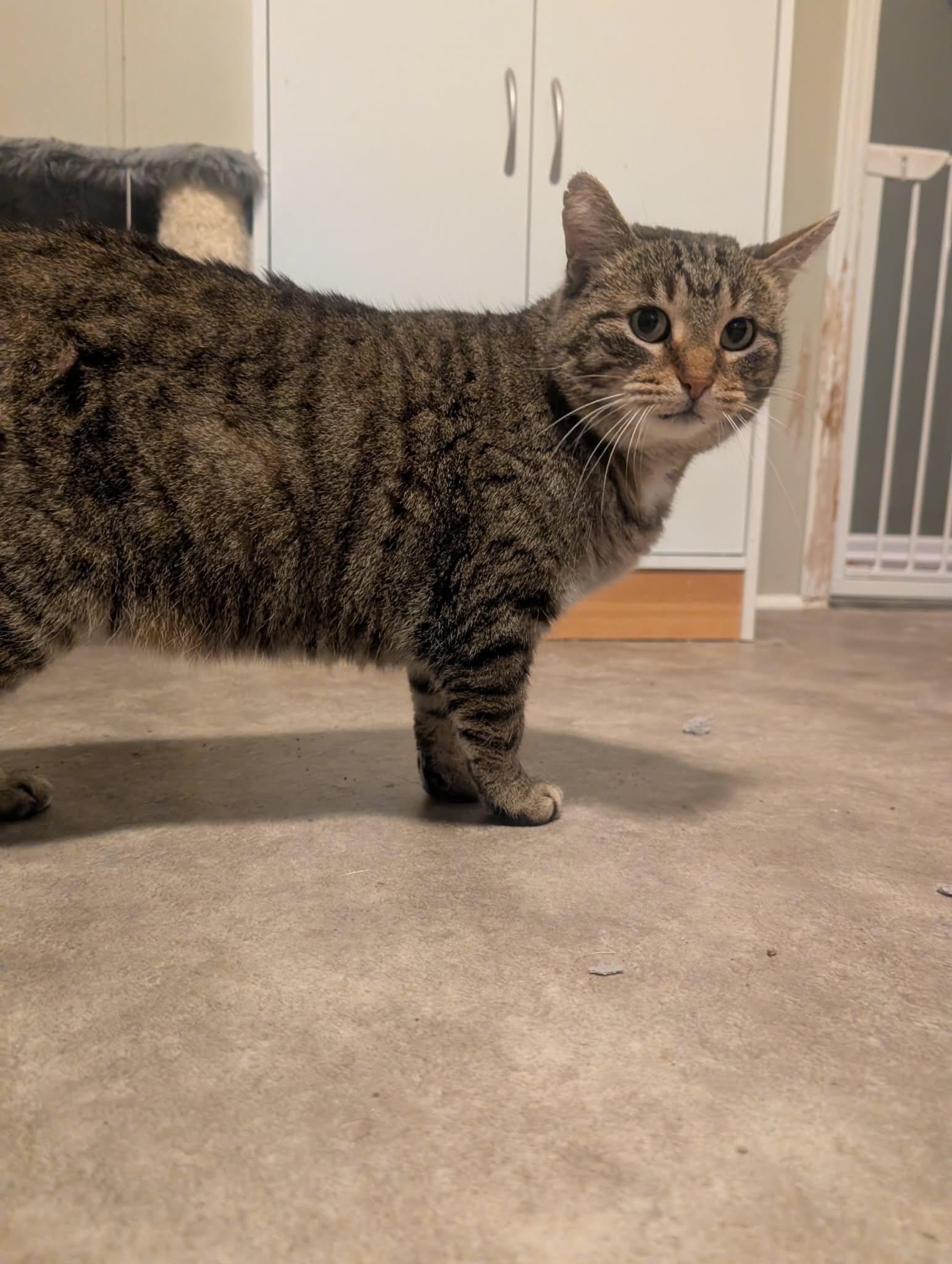Cleo, adopted, Adult Female Tabby.