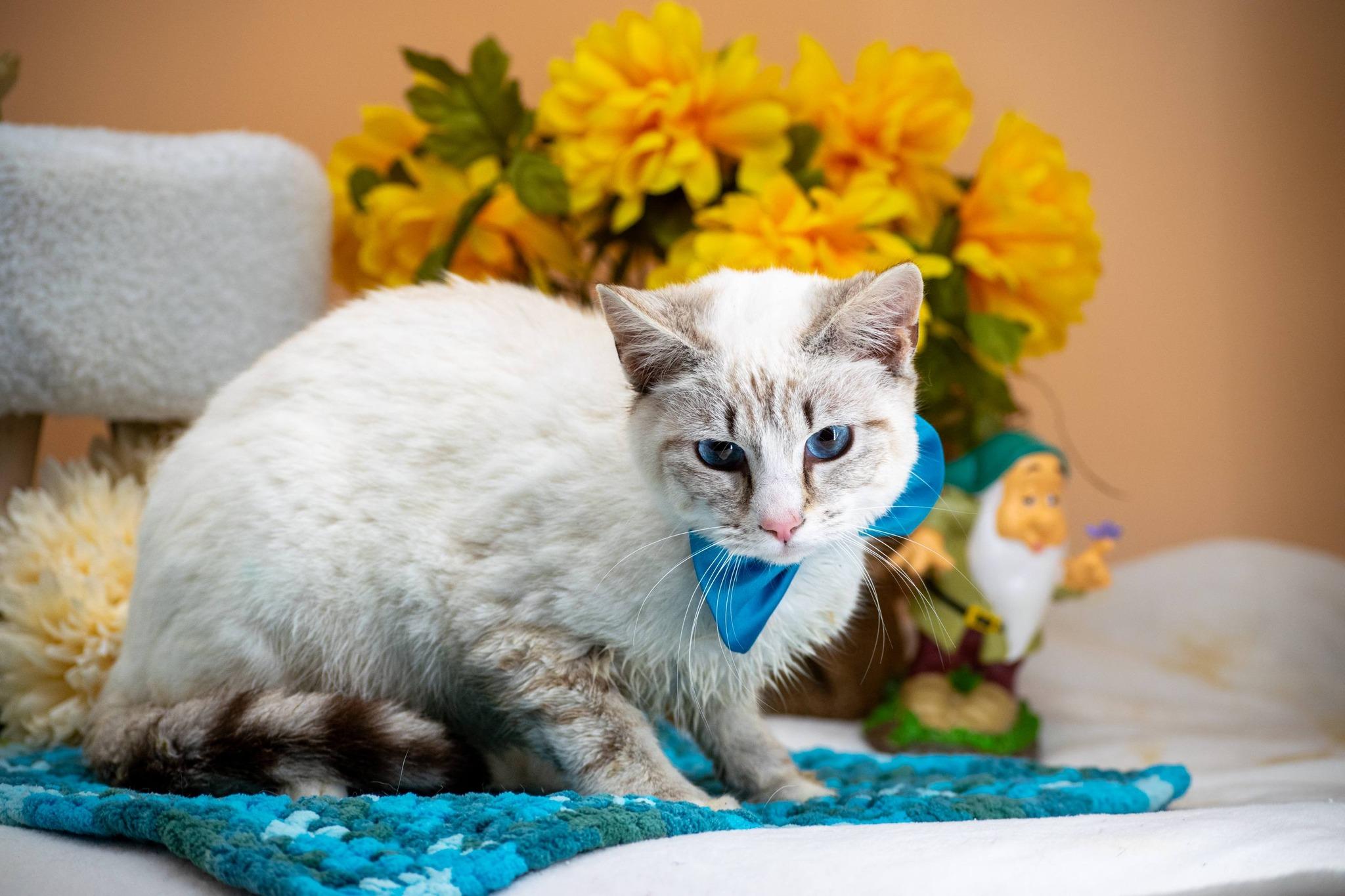 Enlarge Bashful, a ADOPTABLE Domestic Short Hair in Sevierville, TN image 3/4