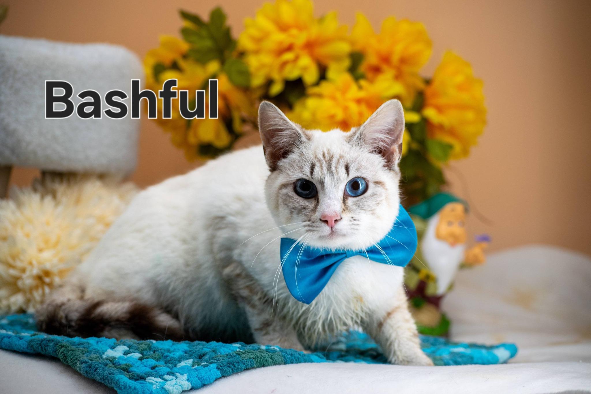 Enlarge Bashful, a ADOPTABLE Domestic Short Hair in Sevierville, TN image 1/4