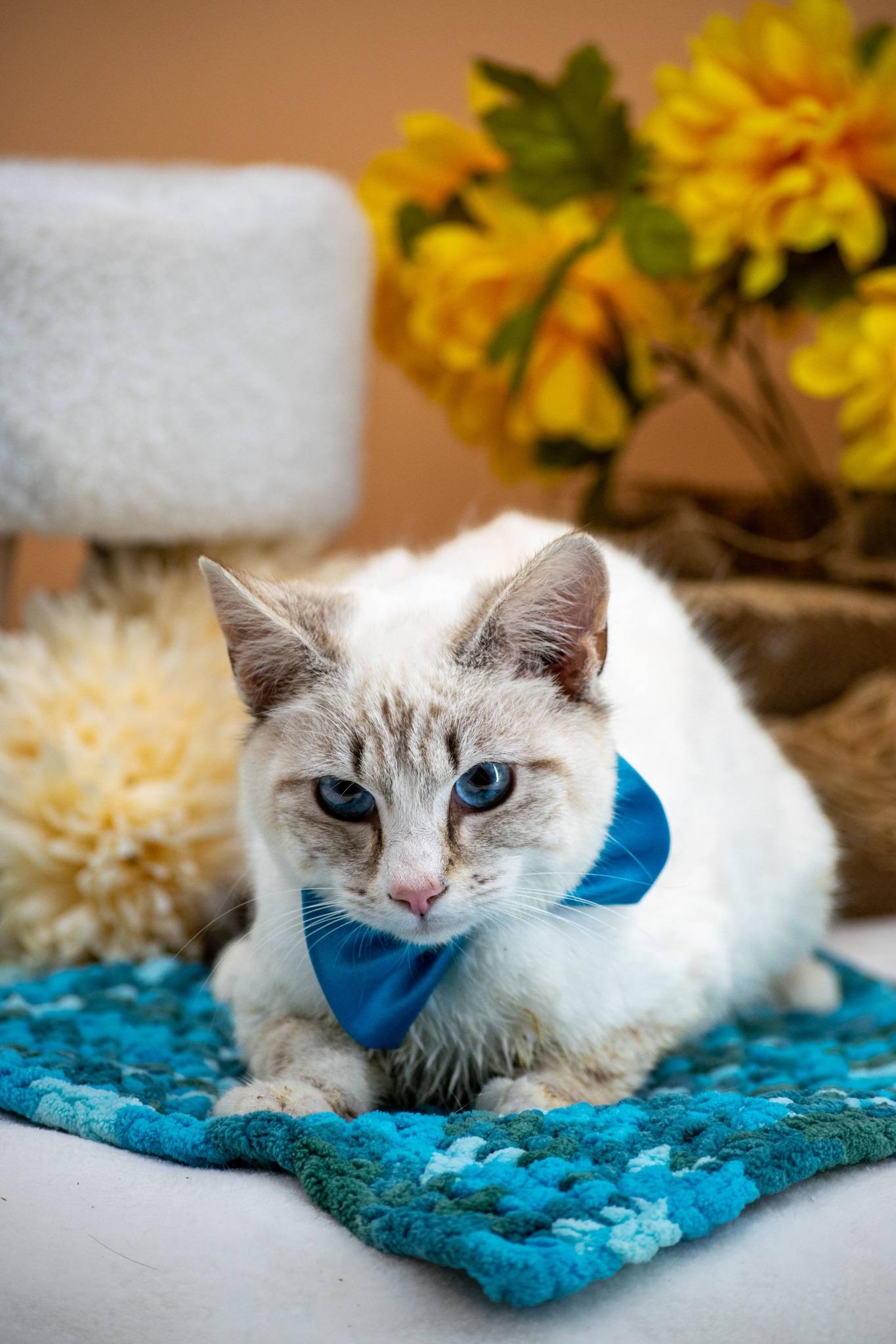 Enlarge Bashful, a ADOPTABLE Domestic Short Hair in Sevierville, TN image 2/4