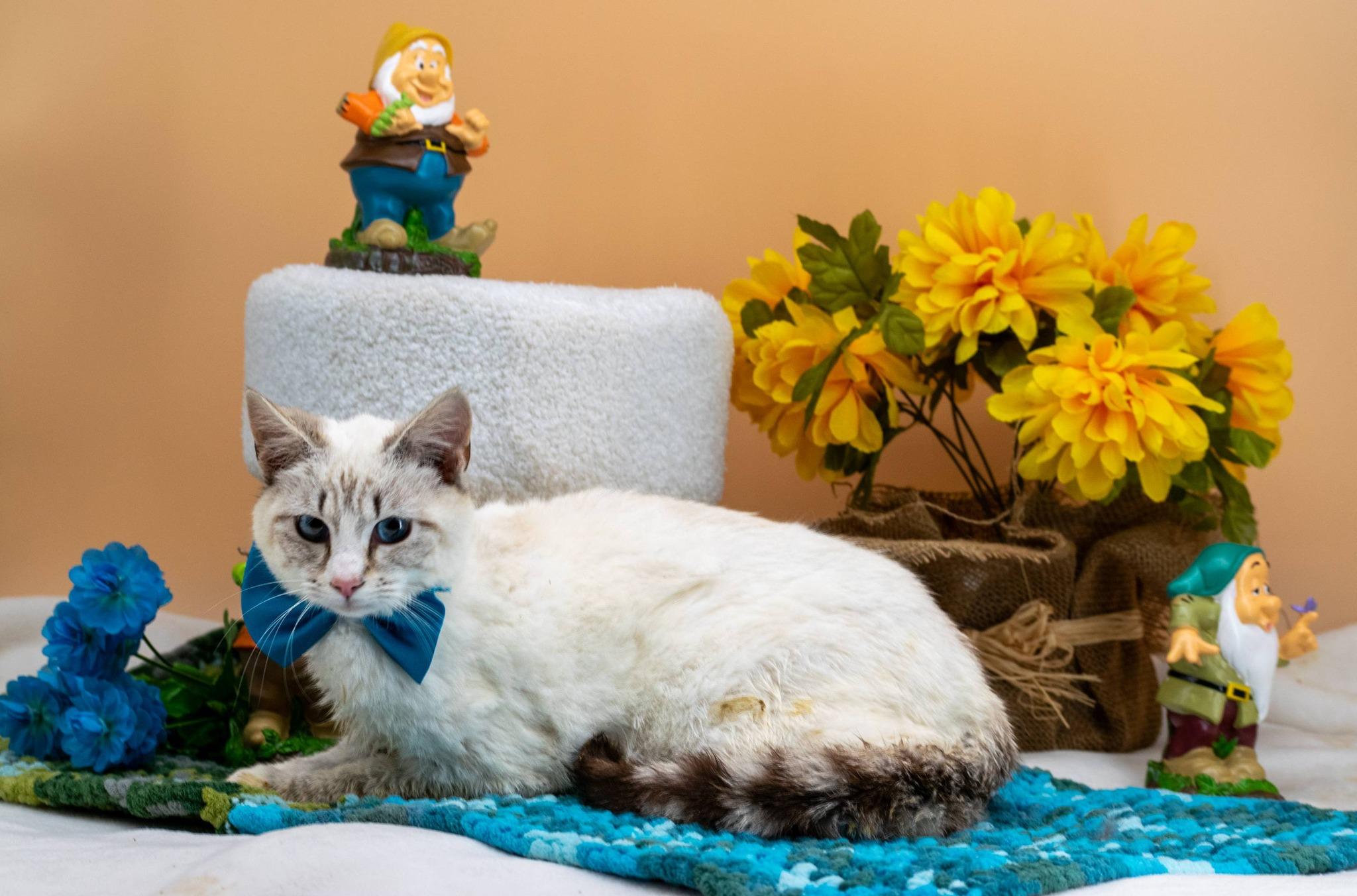 Enlarge Bashful, a ADOPTABLE Domestic Short Hair in Sevierville, TN image 4/4