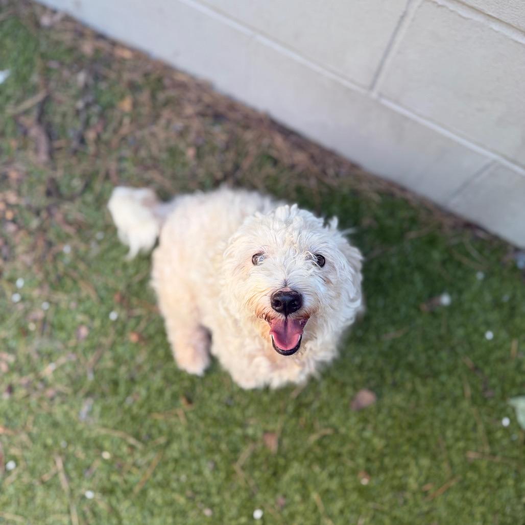Dolly, adopted, Adult Female Bichon Frise & Mixed Breed.