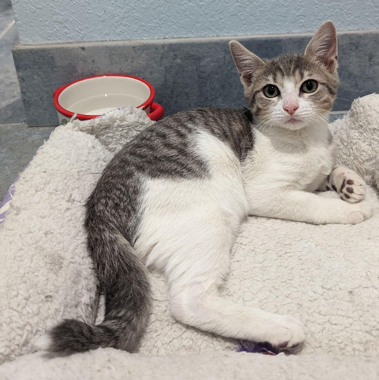 Dash, Adoptable, Young Male Tabby & Domestic Short Hair.