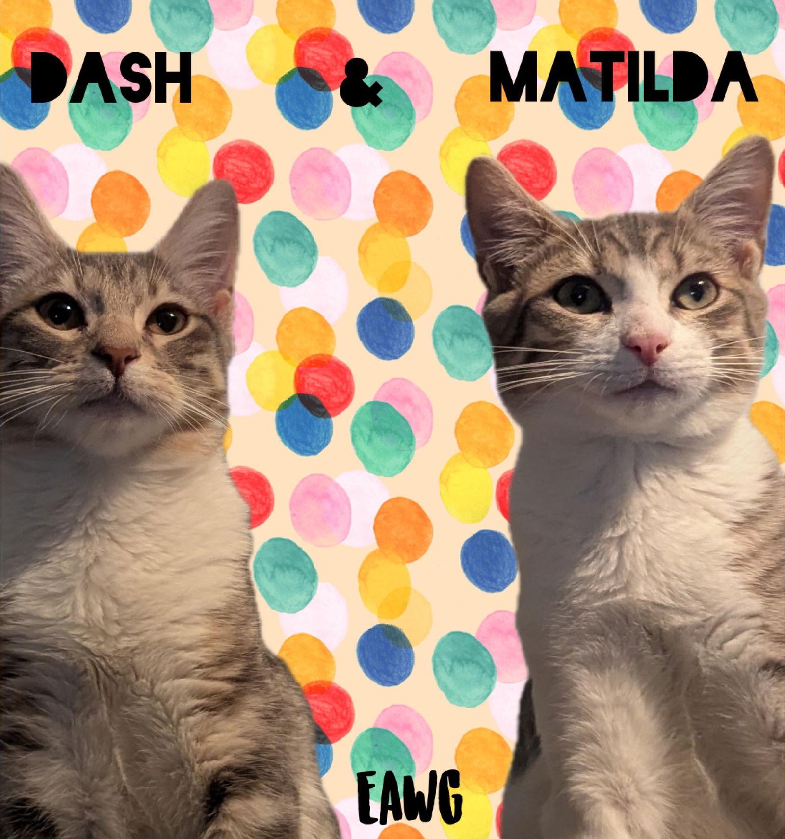 Dash, Adoptable, Young Male Tabby & Domestic Short Hair.