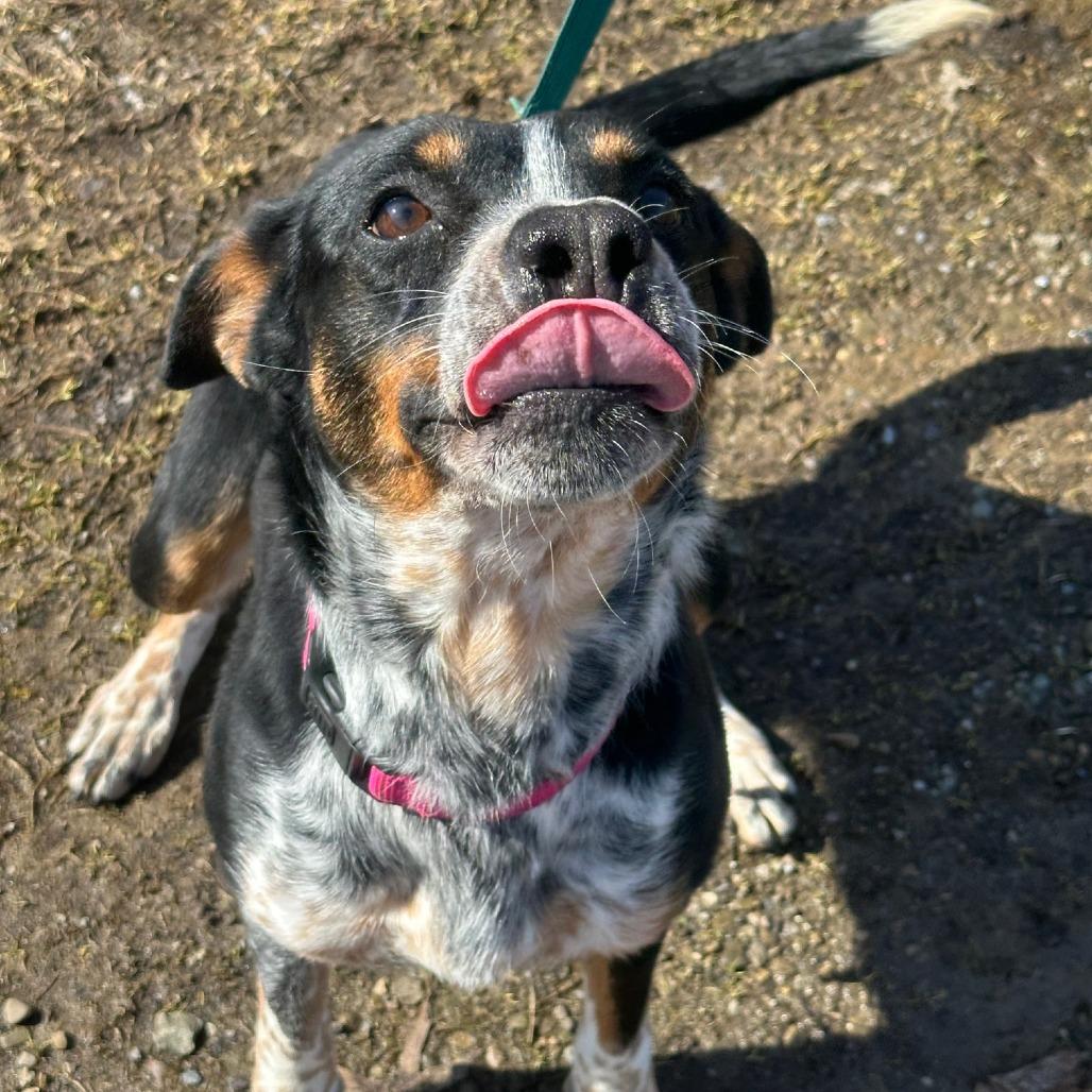Lucy (Solice), Adoptable, Adult Female Australian Cattle Dog / Blue Heeler & Cattle Dog.
