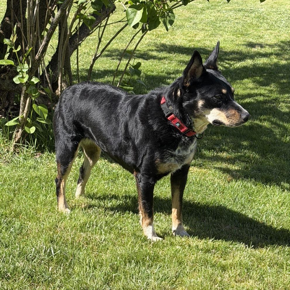 Lucy (Solice), a Adoptable mixed breed in Franklin, PA image 2/5