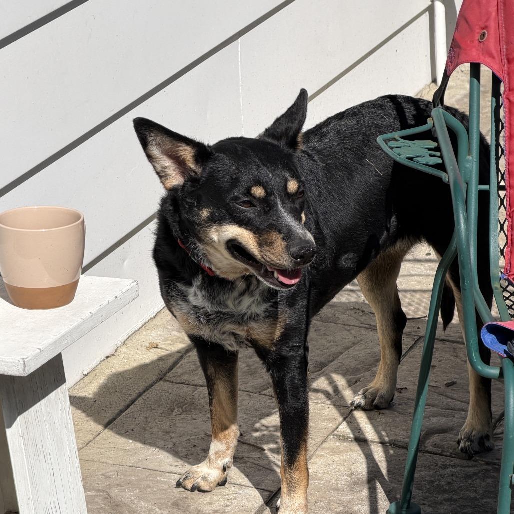 Lucy (Solice), a Adoptable mixed breed in Franklin, PA image 3/5