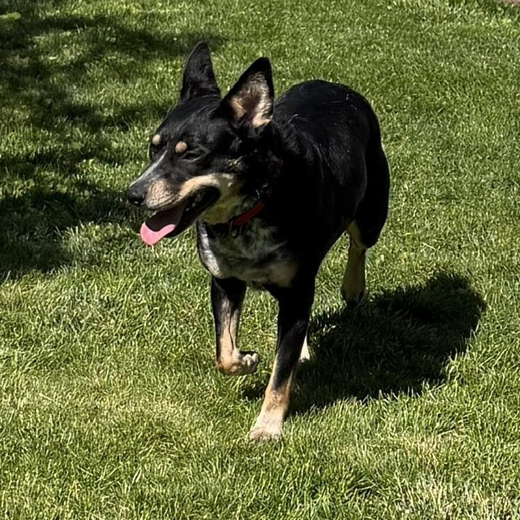 Lucy (Solice), a Adoptable mixed breed in Franklin, PA image 4/5