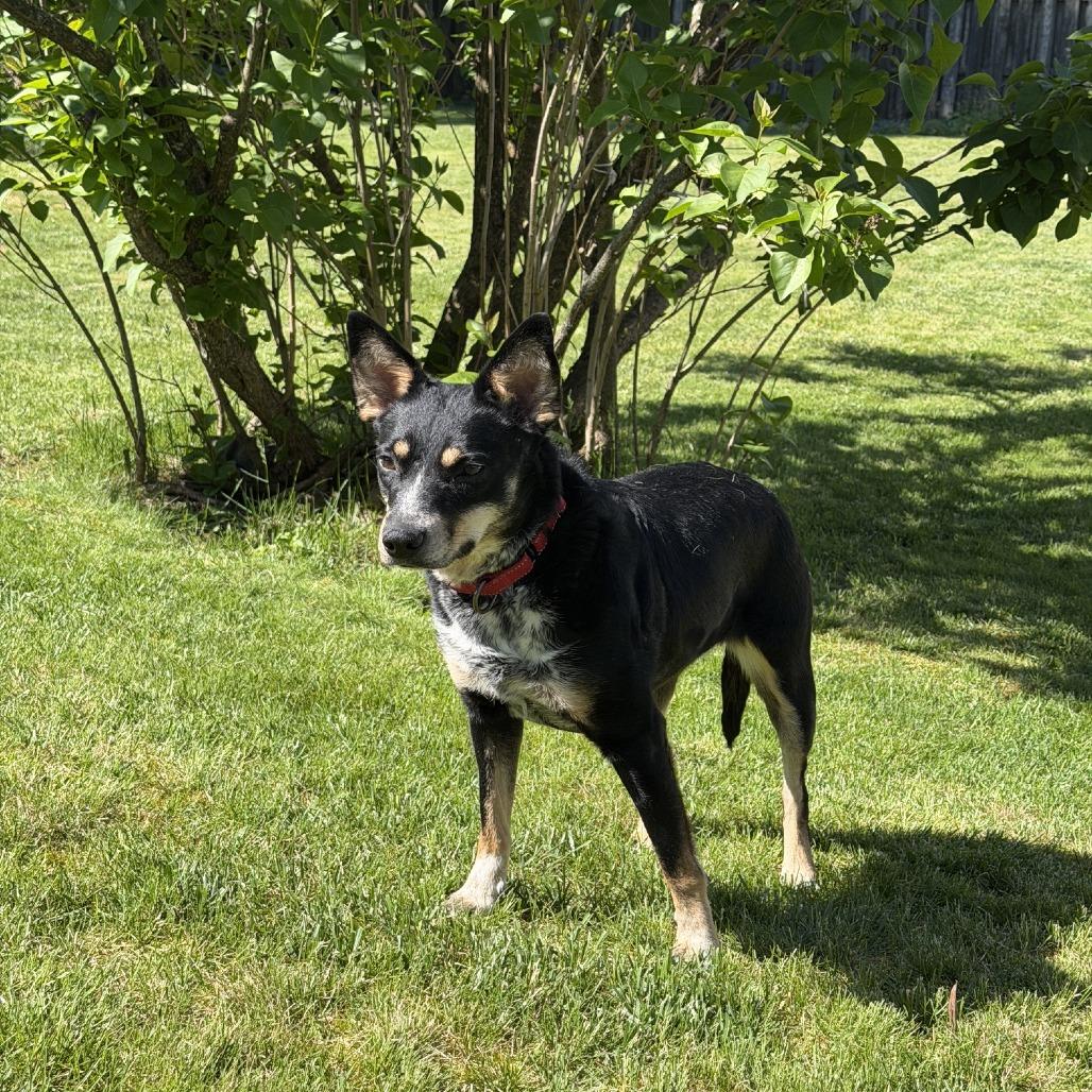 Lucy (Solice), a Adoptable mixed breed in Franklin, PA image 5/5