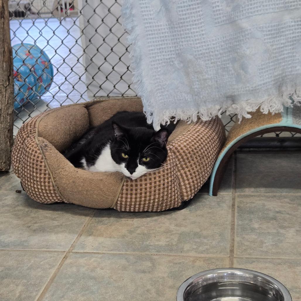 Mittens, Adoptable, Adult Male Domestic Short Hair.