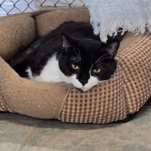 Mittens, a Adoptable Domestic Short Hair in East Smithfield , PA image 2/6