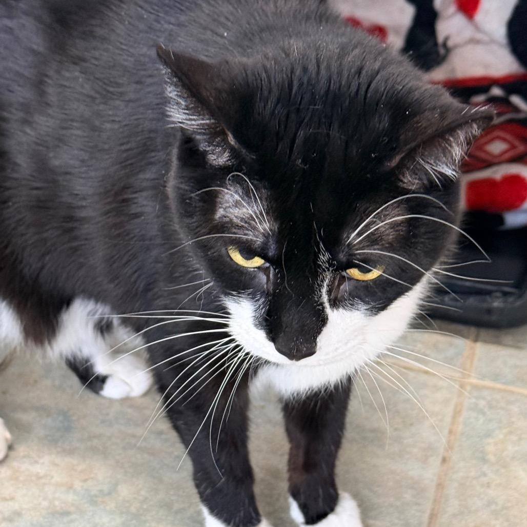 Mittens, a Adoptable Domestic Short Hair in East Smithfield , PA image 3/6