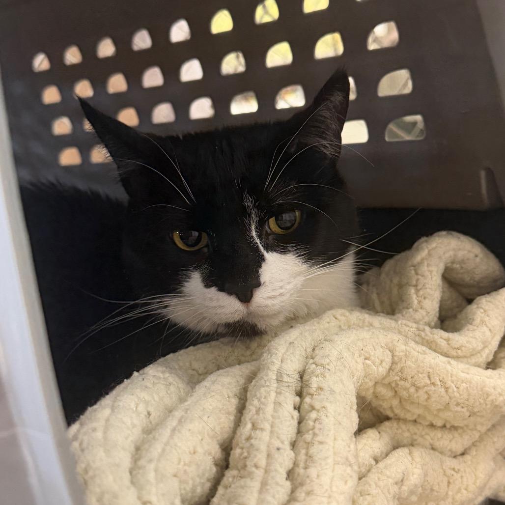 Mittens, a Adoptable Domestic Short Hair in East Smithfield , PA image 4/6