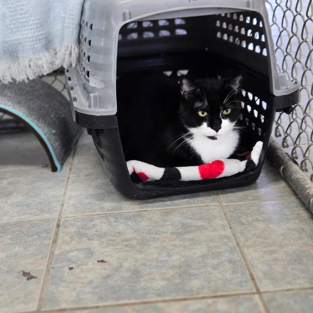 Mittens, a Adoptable Domestic Short Hair in East Smithfield , PA image 5/6