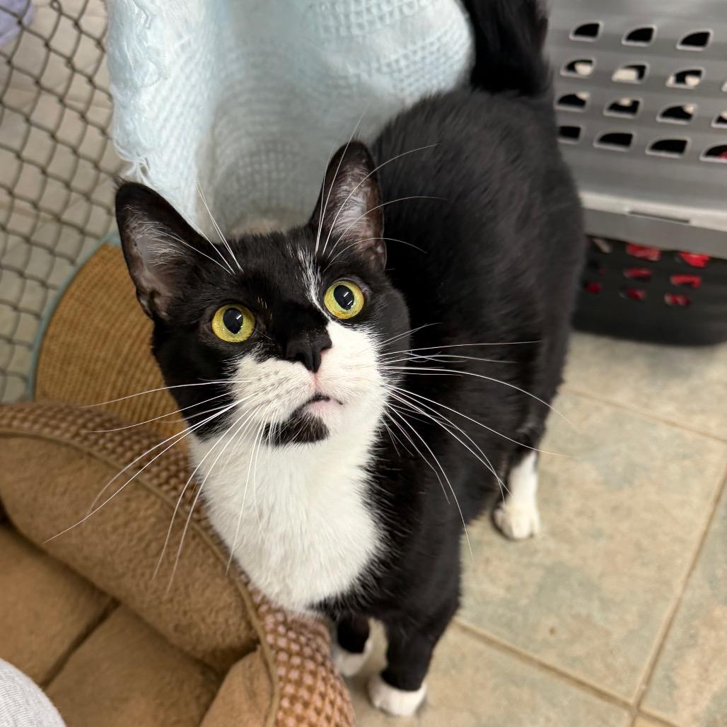 Mittens, a Adoptable Domestic Short Hair in East Smithfield , PA image 6/6
