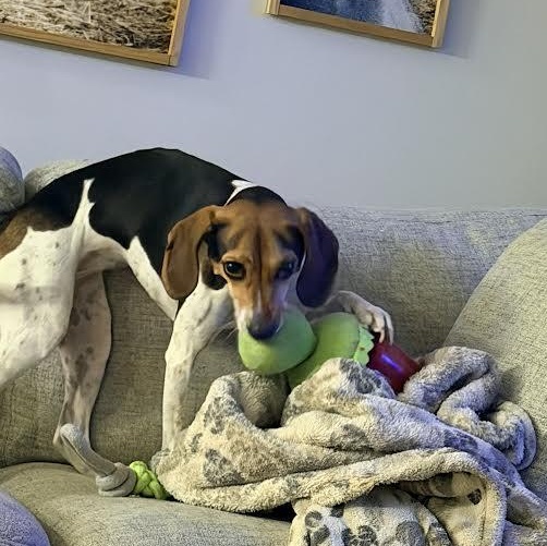 May Bell, a ADOPTABLE mixed breed in Midlothian, VA image 2/3