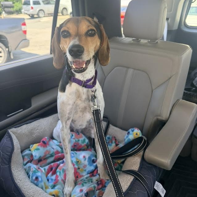 May Bell, a ADOPTABLE mixed breed in Midlothian, VA image 3/3