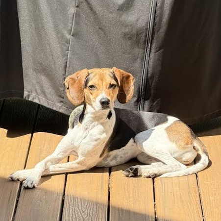 May Bell, ADOPTABLE, Adult Female Beagle & Foxhound.