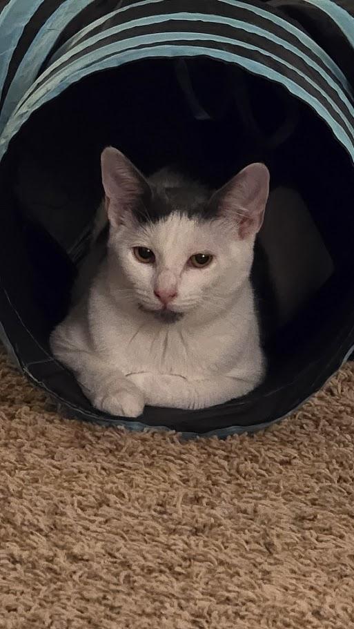 Diana, an adoptable Domestic Short Hair in Springfield, OR, 97478 | Photo Image 2