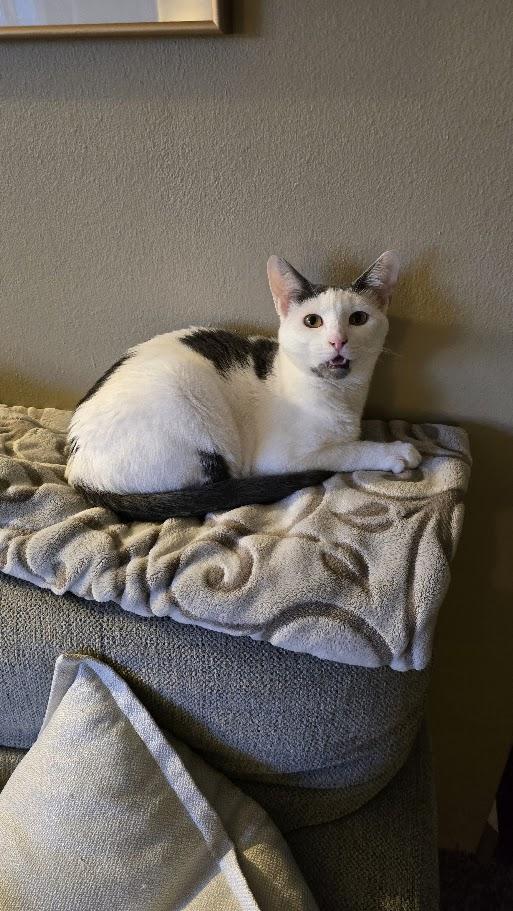 Diana, an adoptable Domestic Short Hair in Springfield, OR, 97478 | Photo Image 3