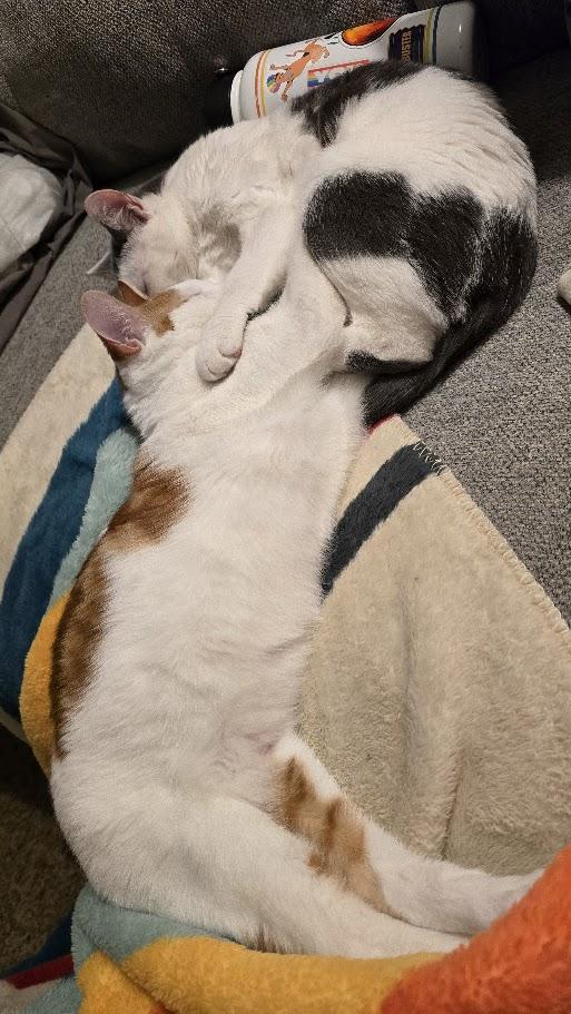 Enlarge Diana, a Adoptable Domestic Short Hair in Springfield, OR image 4/4