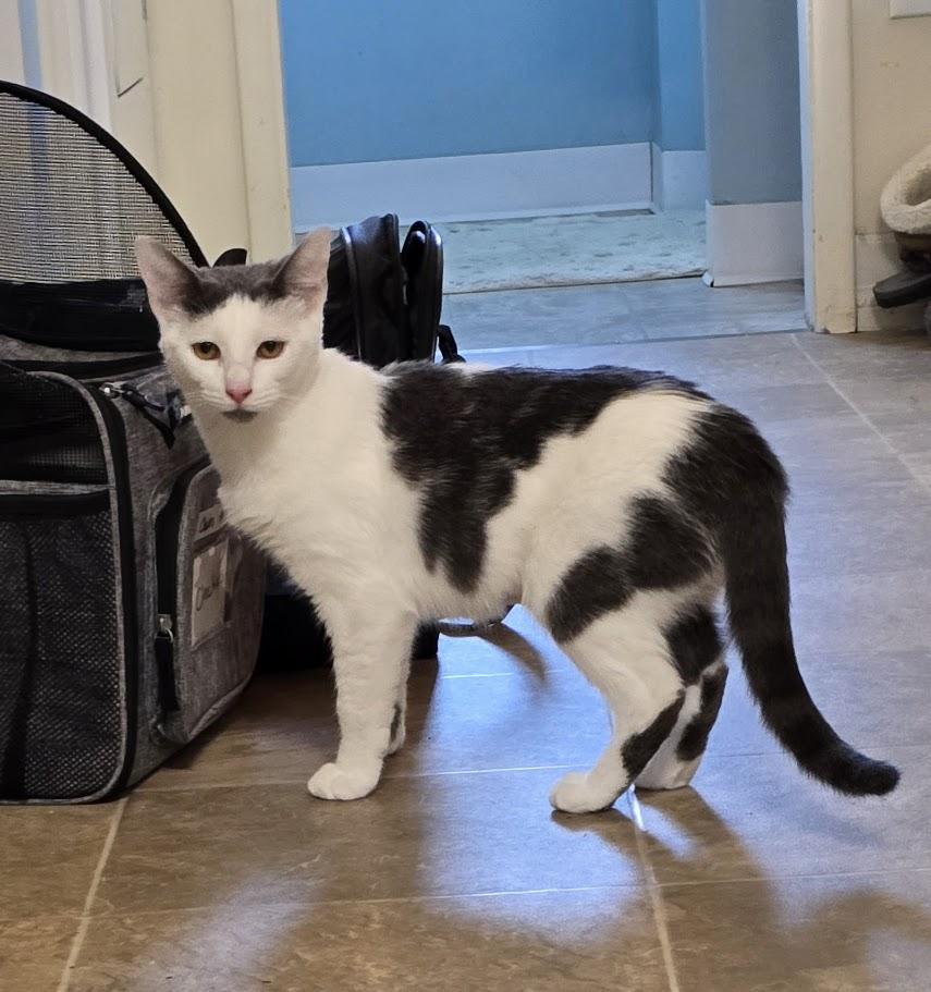 Enlarge Diana, a Adoptable Domestic Short Hair in Springfield, OR image 1/4