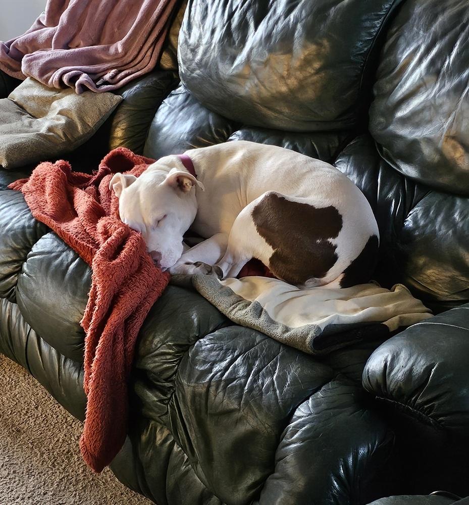 Enlarge Sally, a Adoptable mixed breed in Clinton Township, MI image 1/6