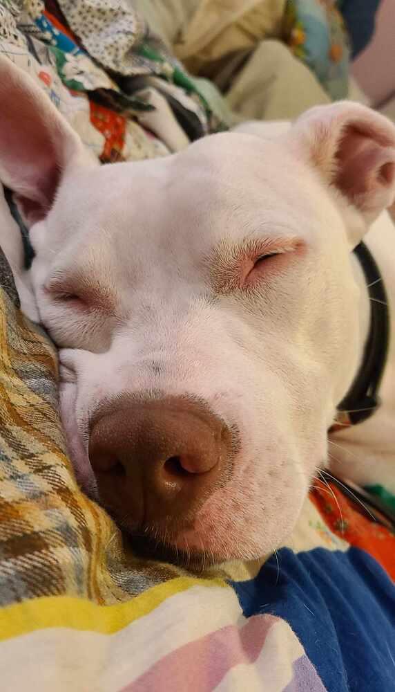 Enlarge Sally, a Adoptable mixed breed in Clinton Township, MI image 3/6