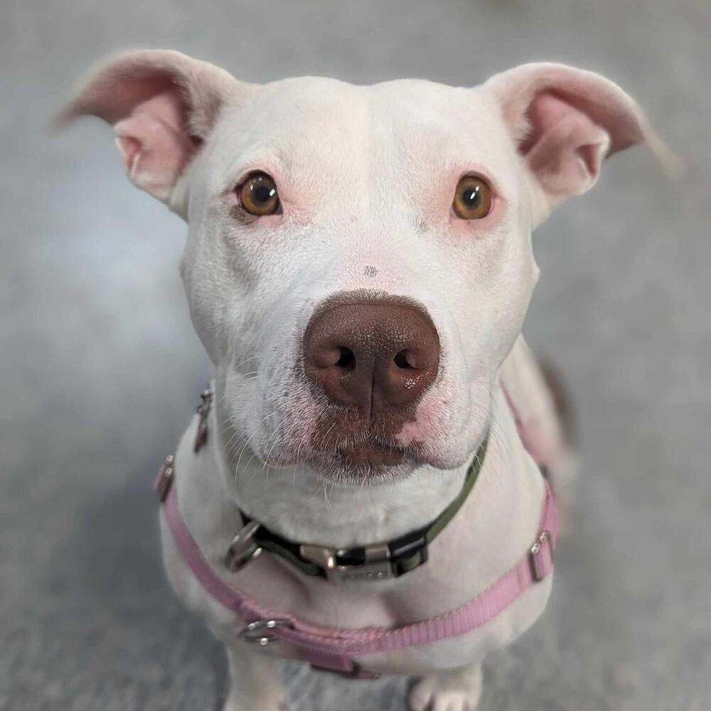 Sally, Adoptable, Adult Female Pit Bull Terrier.