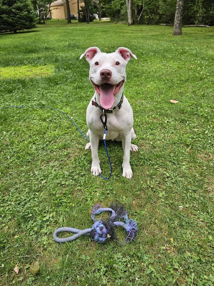 Sally, Adoptable, Adult Female Pit Bull Terrier.